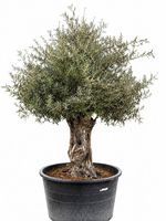 Olivenbaum "Olea Europea 01"