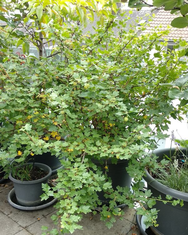 Stachelbeere für den Balkon oder Terrasse Kaufen auf Ricardo