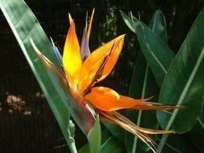 Pflanzen & Samen: Fleurs du Paradis orange et blanc PLANTE – Neu (gemäss Beschreibung) aus Bremblens von FIBONACCI369