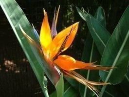 Fleurs du Paradis orange et blanc PLANTE