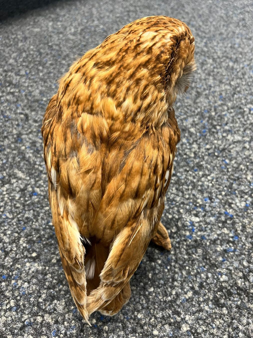 Il mondo degli animali: Tierpräparat: Kauz – Usato da Staufen venduto da Miramebien 2