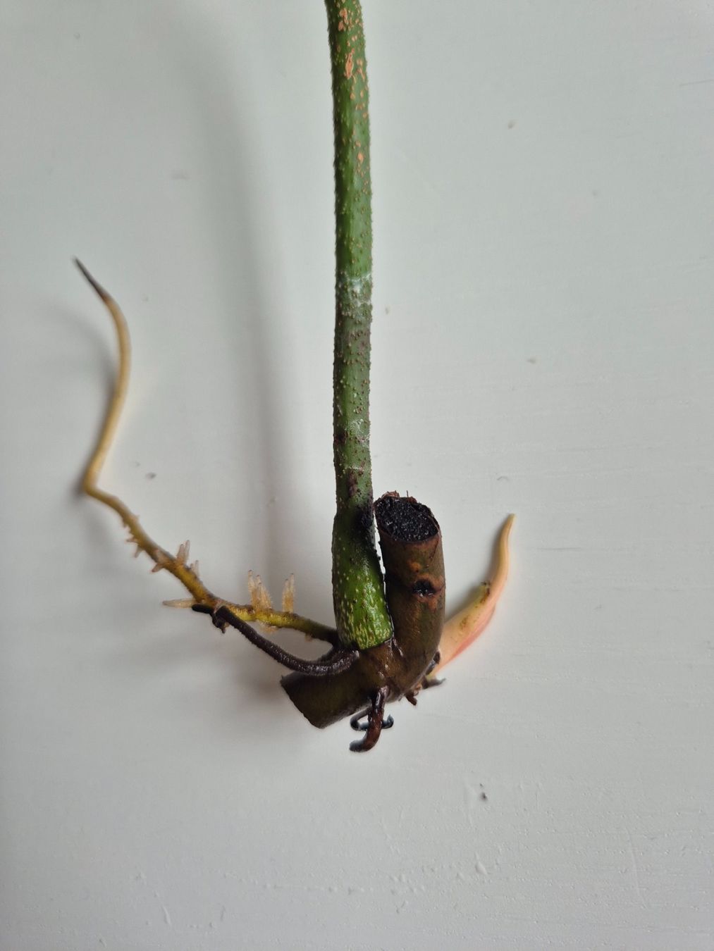 Piante & sementi: Philodendron Florida Ghost Steckling – Usato da Urtenen-Schönbühl venduto da Pflanzenherberge 2