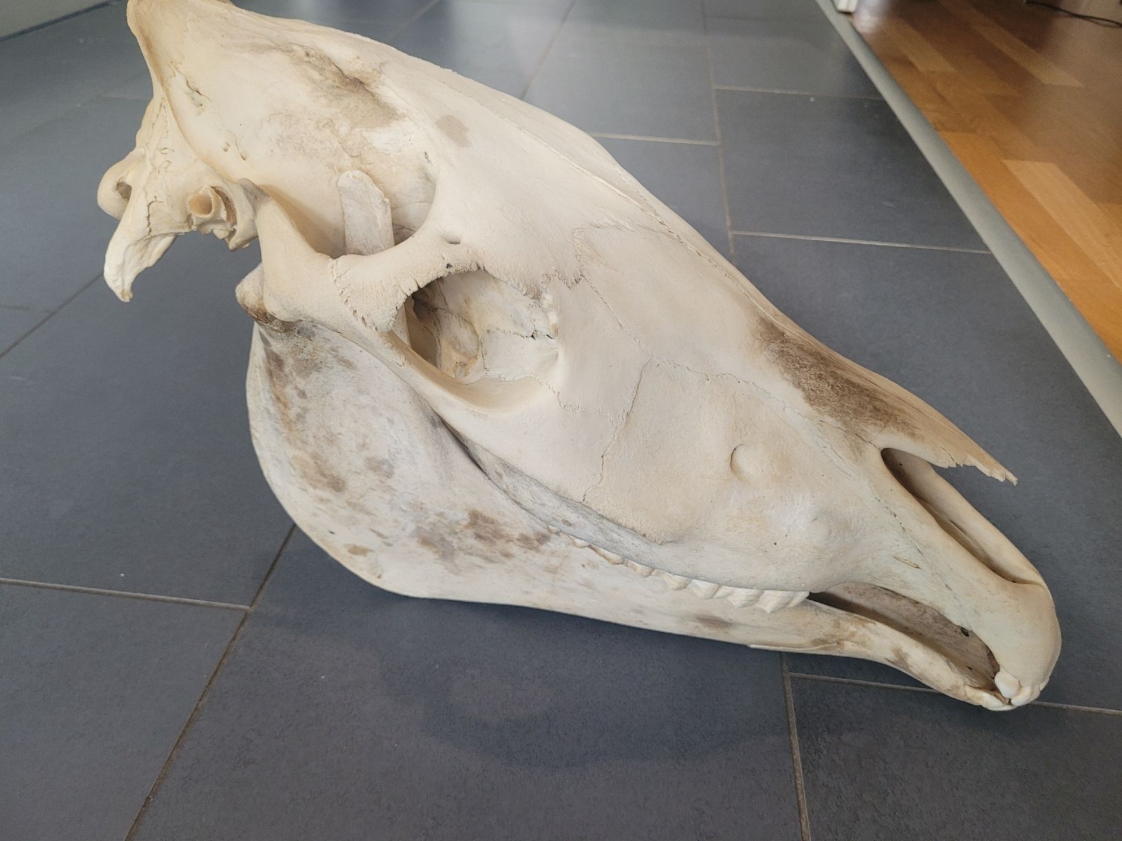 Monde des animaux: Crâne de cheval – D'occasion à Thônex par Jankhee 1