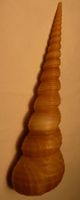 GROSSE TURRITELLA TEREBRA,-SELTEN,--108 MM,--MUSCHEL