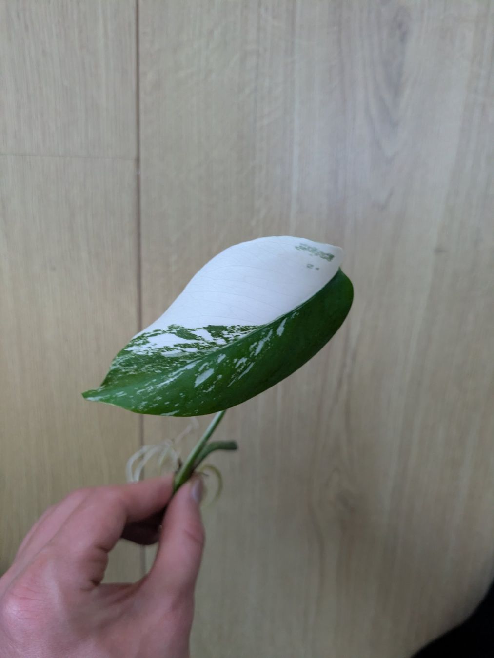 Piante & sementi: Schöne Monstera Variegata Steckling - Rare – Usato da Winkel venduto da Kade50 1