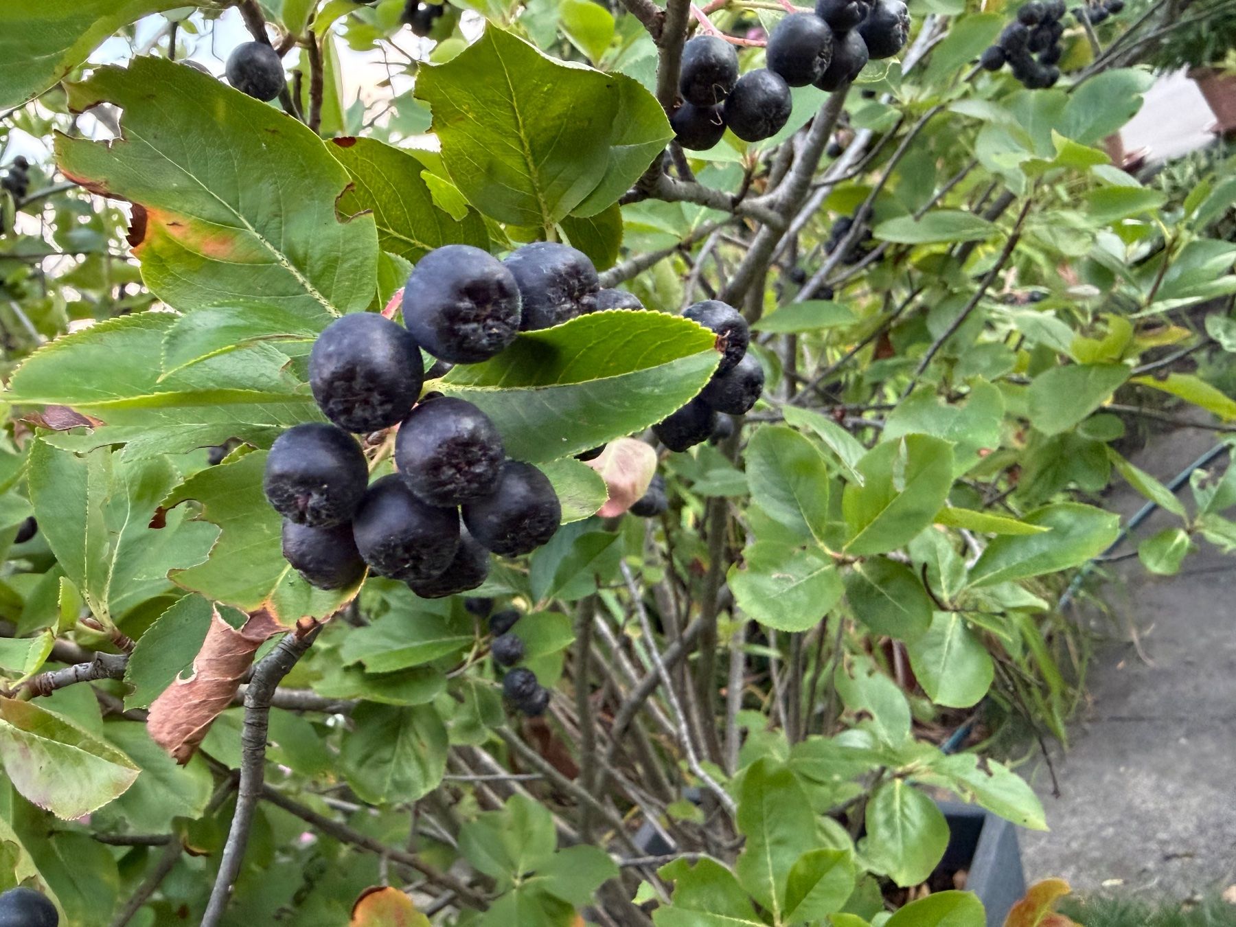 Pflanzen & Samen: Aroniabeere - grosser Strauch – Neu (gemäss Beschreibung) aus Winterthur von Aniger 1