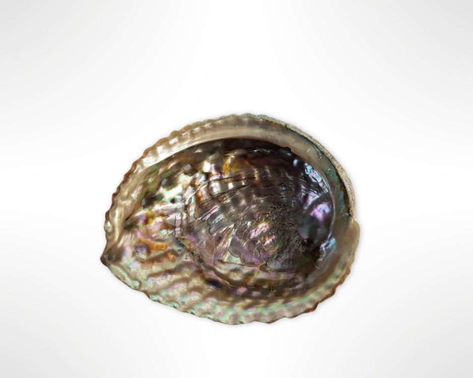 Muschelschale Perlmutt (Gebraucht) in Suhr für CHF 7 – mit Lieferung ...