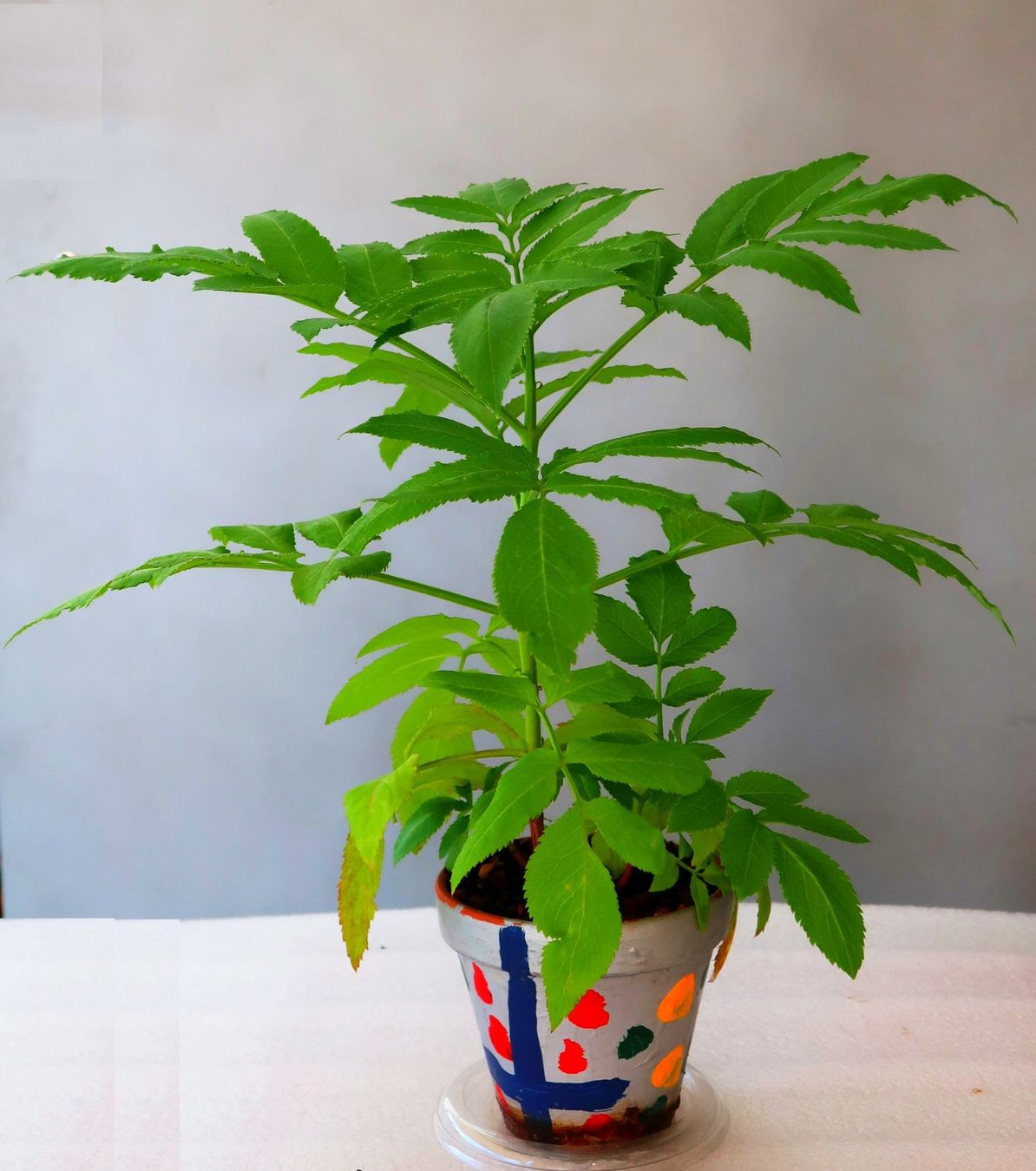 Plantes & graines: Winterharte Grünpflanze – D'occasion à Zürich par Heimklon