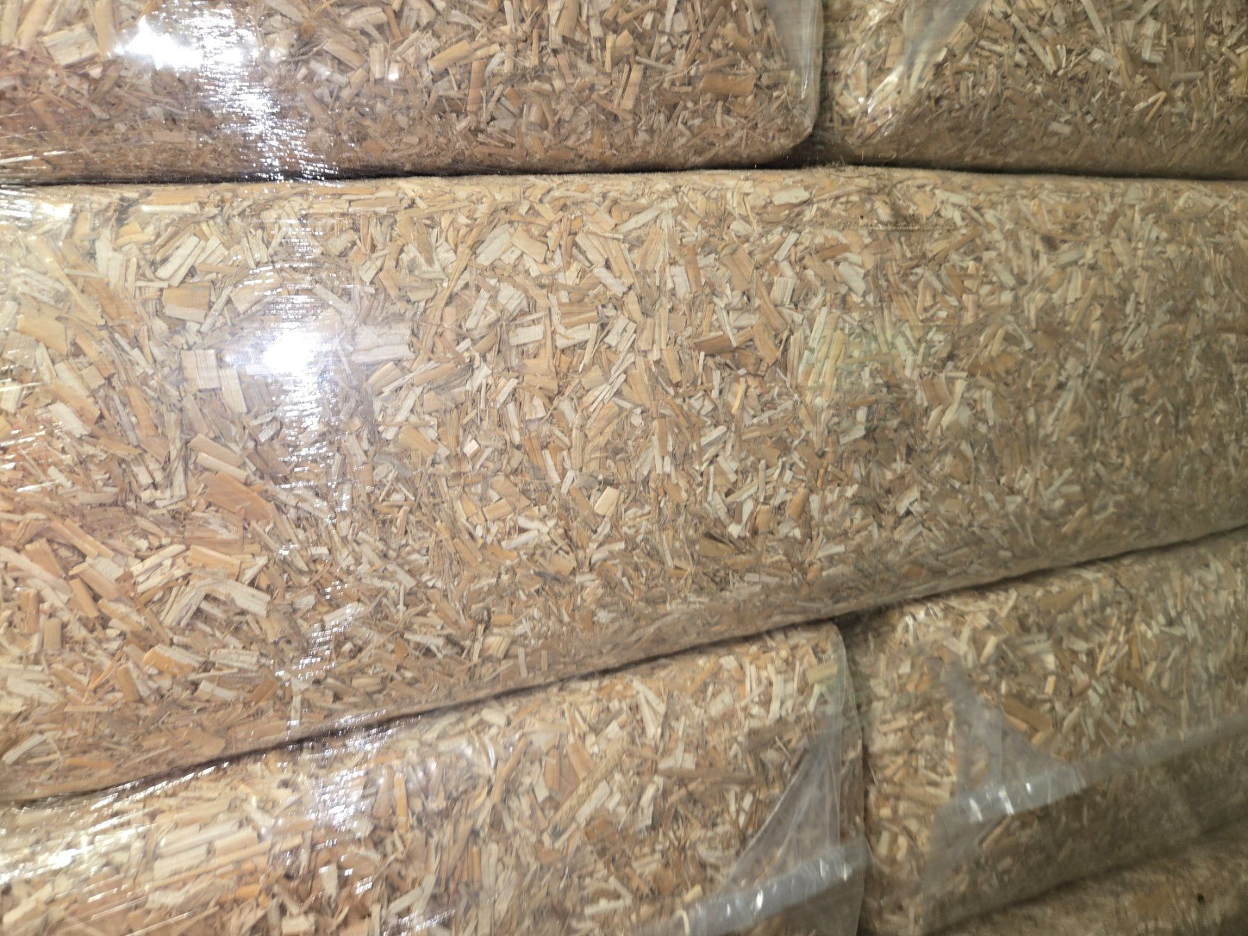 Piante & sementi: Miscanthus, Elefantengras, Chinaschilf – Nuovo e nell'imballaggio originale da Malters venduto da Sergiorubini