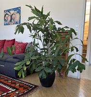 Zimmerpflanze Fischschwanzpalme (Caryota mitis)