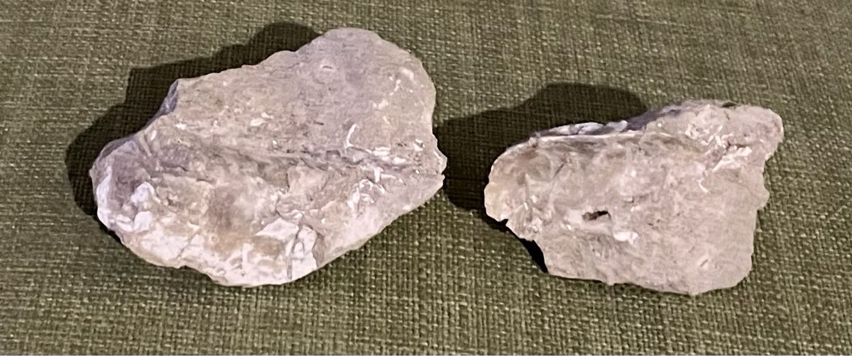 Fossili: Fossil – Usato da Sargans venduto da Didis