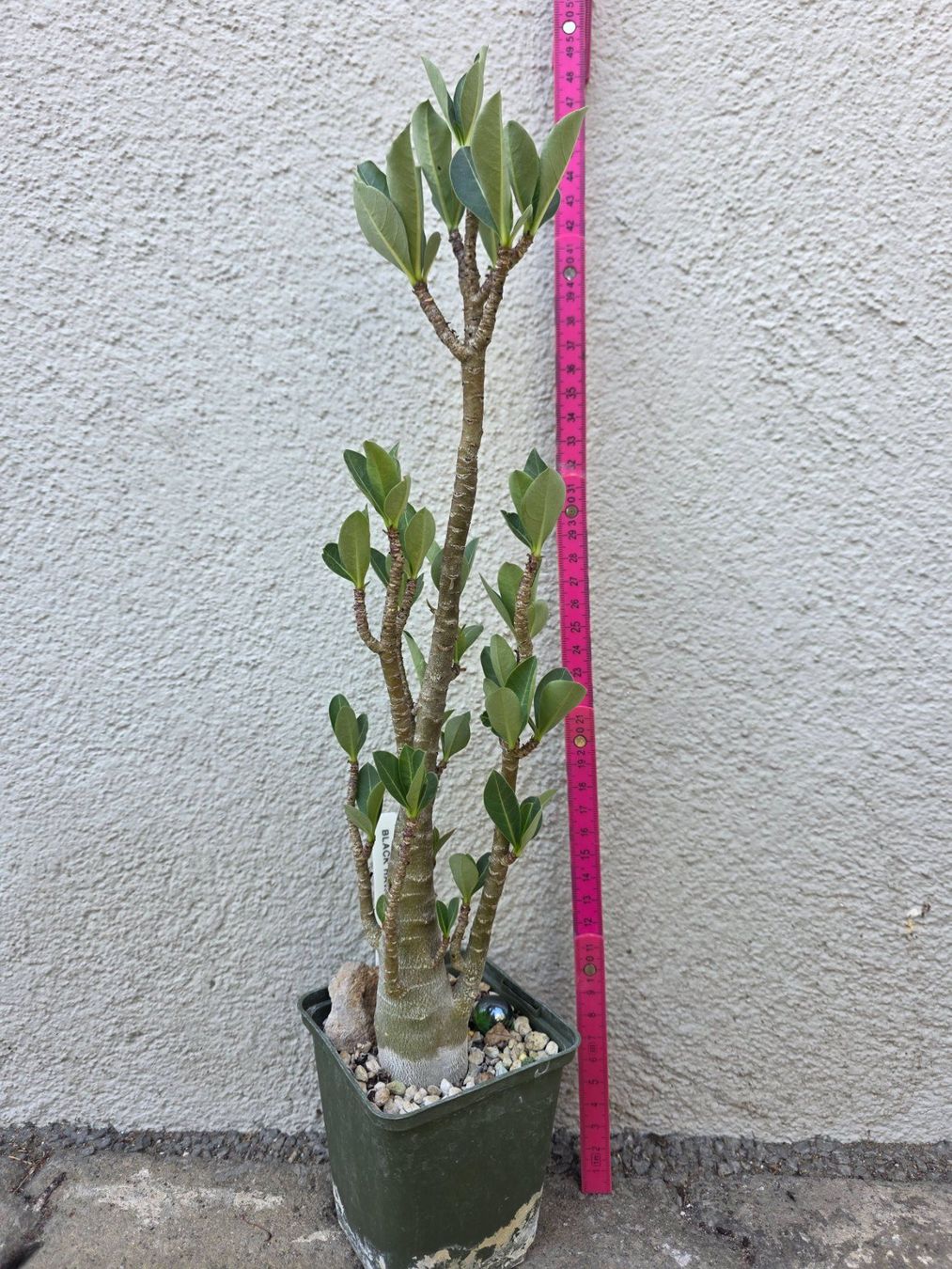 Plantes & graines: Adenium arabicum "Black Hawk" / Wüstenrose – D'occasion à Thalheim par silvara01