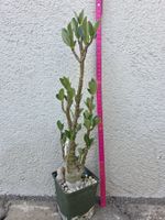 Adenium arabicum "Black Hawk" / Wüstenrose