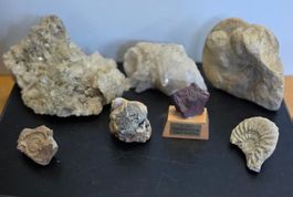 Sammlung: Wunderschöne Kristalle & Fossile Ammoniten