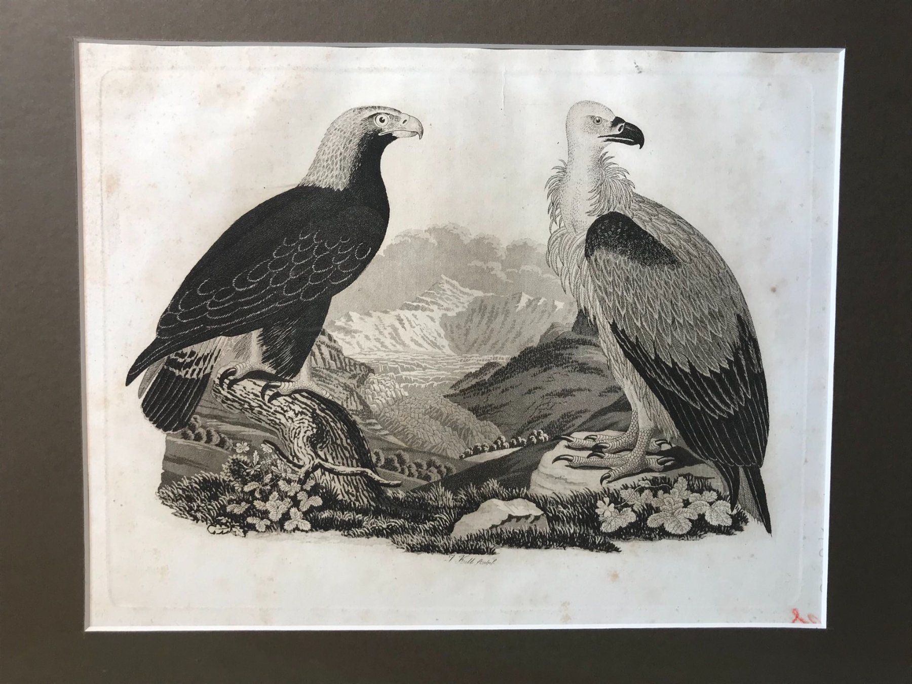 Incisioni: Planche naturelle gravure de J. Kull – Usato da Winterthur venduto da SilverFR 2