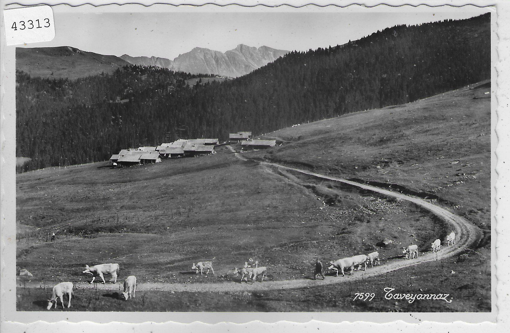 Cartes postales: Taveyannaz - Gryon – D'occasion à Ettingen par Kartenplanet