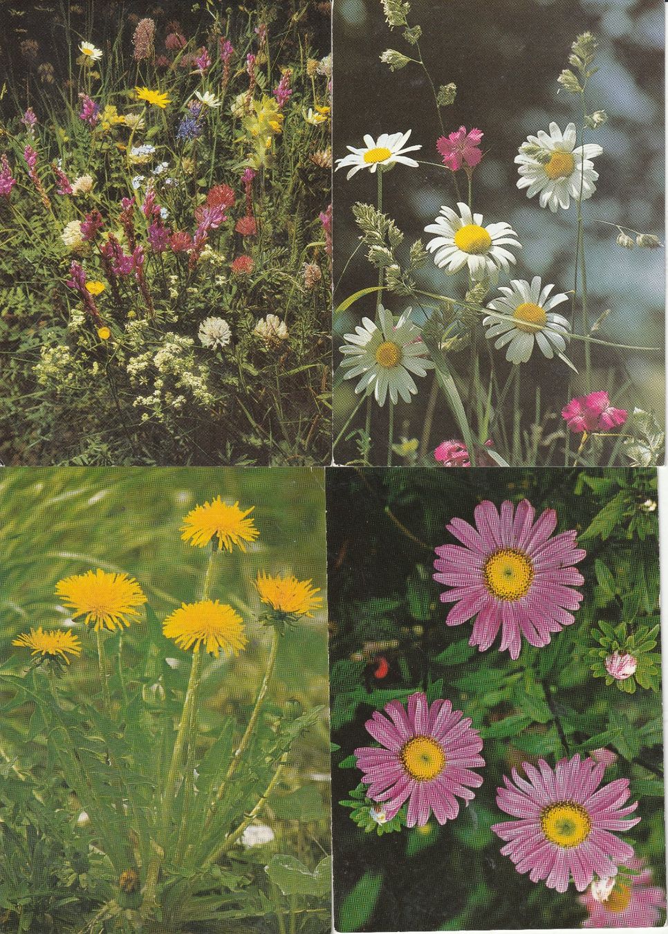 Cartes postales: 40 Schöne Blumenkarten – D'occasion à Lumbrein par made02 1