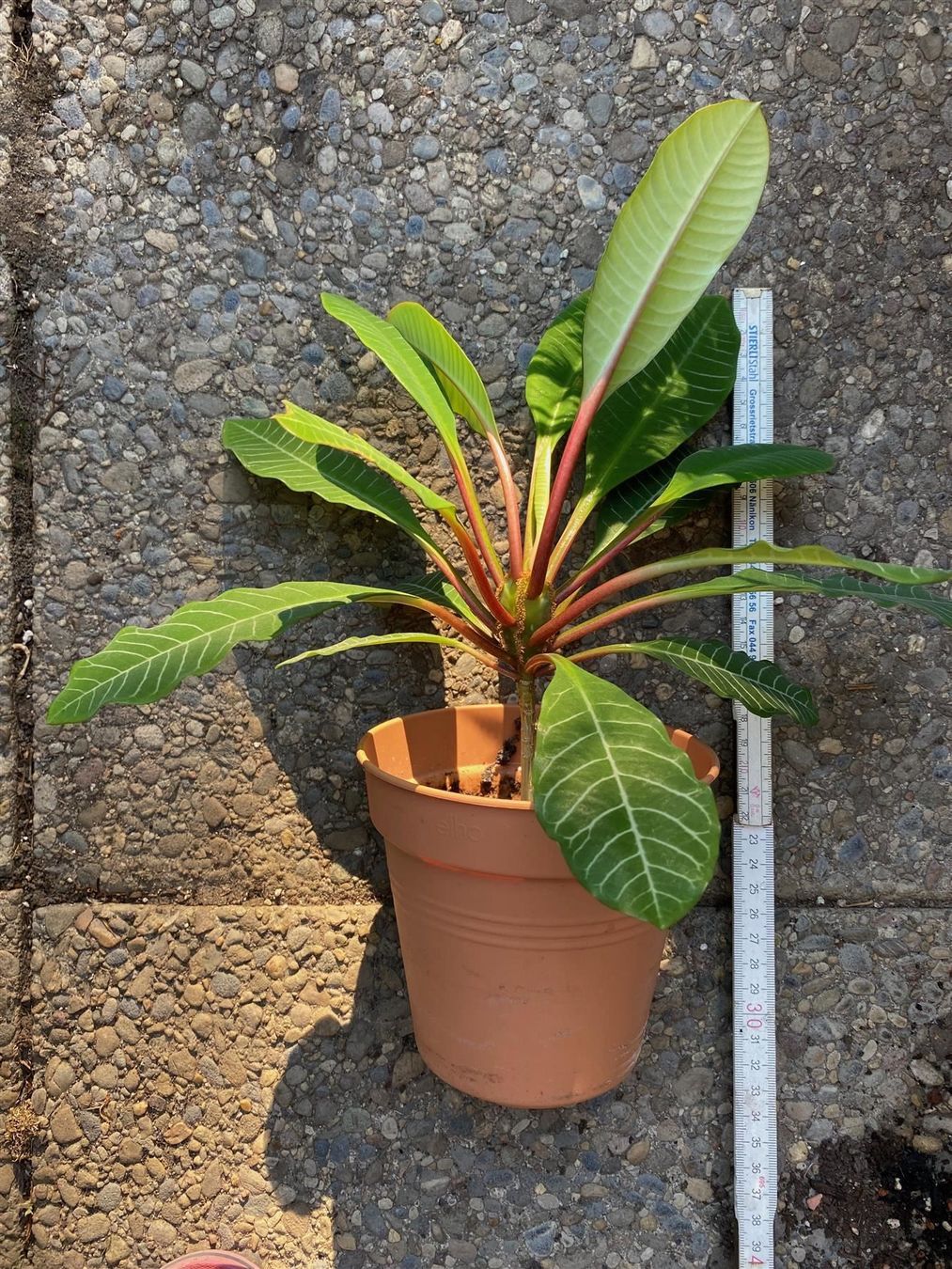 Piante & sementi: Madagaskar-Juwel/junge Spuckpalme – Nuovo (secondo la descrizione) da Winterthur venduto da Aniger 7
