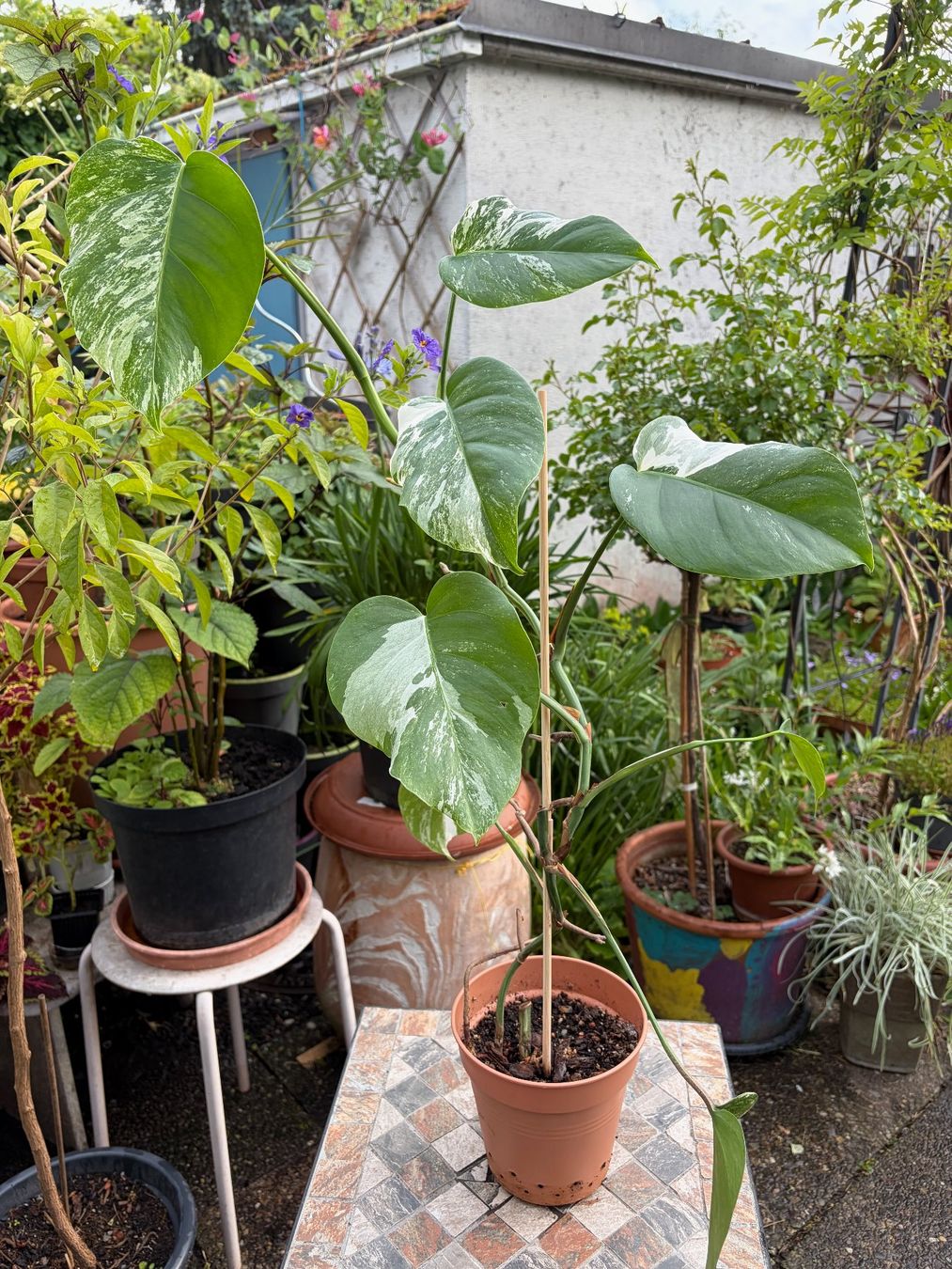 Piante & sementi: Monstera variegata, getopft – Nuovo (secondo la descrizione) da Winterthur venduto da Aniger 1