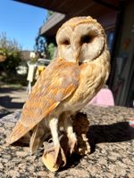 Schleiereule: Vogel Präparat