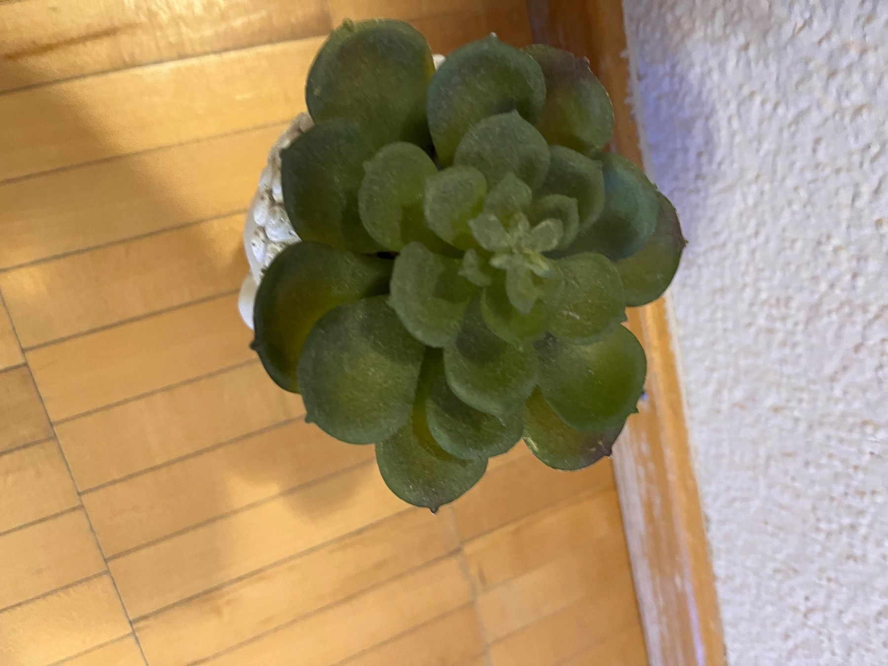 Plantes & graines: Planar Kunststoff  mit budda vase – D'occasion à Küssnacht am Rigi par ciucchino 2