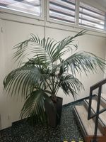 Kentia Palme in hohem Pflanztopf mit Wasserstandsanzeiger