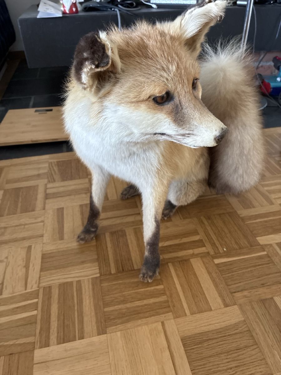 Monde des animaux: Fuchs, ausgestopft – D'occasion à Opfikon par Valentina2606 2