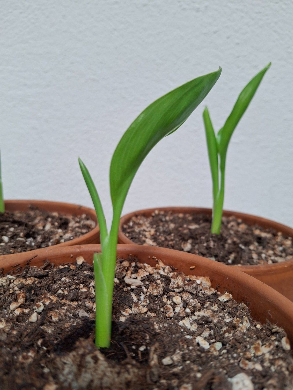 Piante & sementi: Junge Strelitzia reginae (Paradiesvogelblumen) – Nuovo (secondo la descrizione) da Ipsach venduto da Wildlifecolors 3