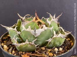Agave Titanota Gentry - Rarität Deiner SukkulentenSammlung