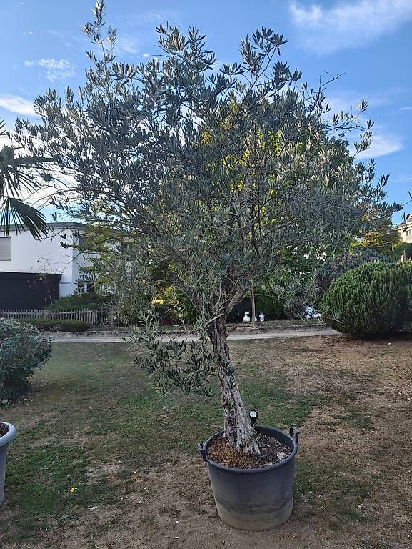 Pflanzen & Samen: Wunderschöner Olivenbaum winterhart  – Gebraucht aus Stein am Rhein von har_pw2m