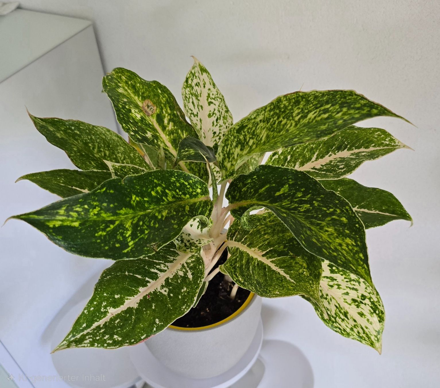 Pflanzen & Samen: Zimmerpflanze Aglaonema – Gebraucht aus Aarburg von Glitzerschein 3