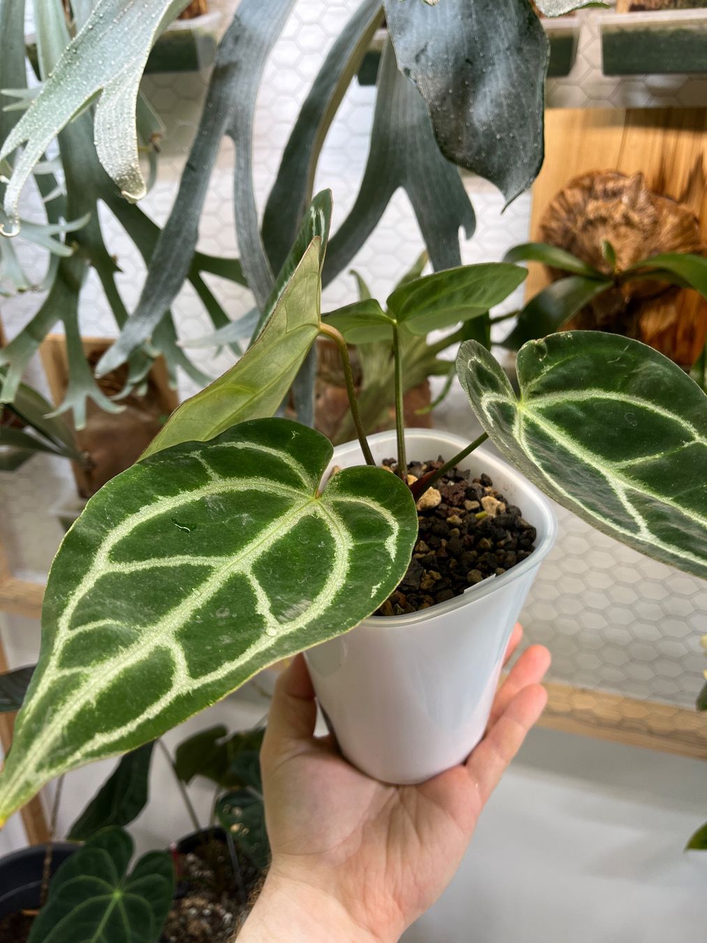 Piante & sementi: Anthurium Crystallinum-Mix – Nuovo e nell'imballaggio originale da Gelterkinden venduto da pflanz_doch_was 2