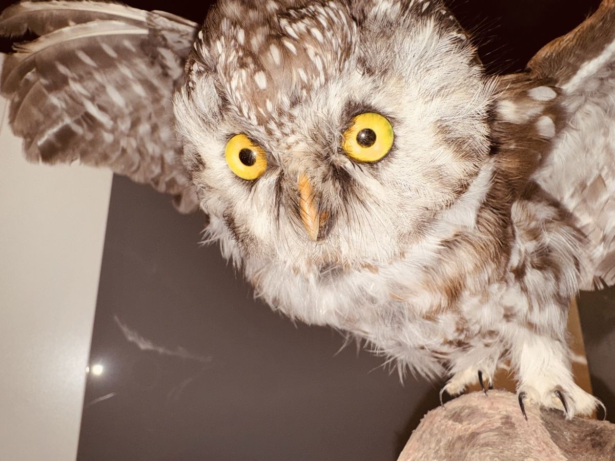 Il mondo degli animali: Civetta tassidermizzata su base in legno – Usato da Volketswil venduto da mau_9pxs 1