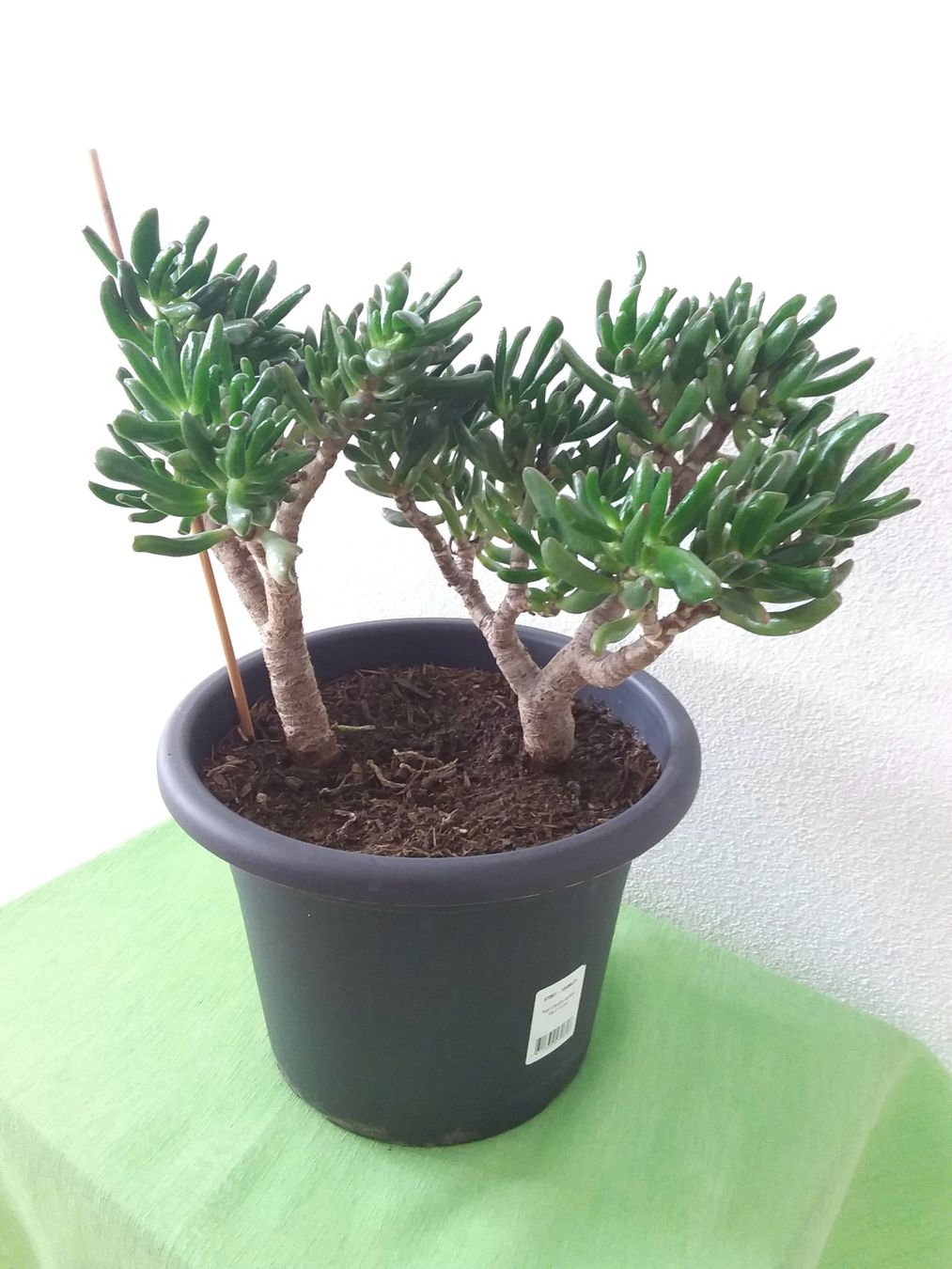 Piante & sementi: CRASSULA OVATA Gollum – Usato da Immensee venduto da Btrutmann 1