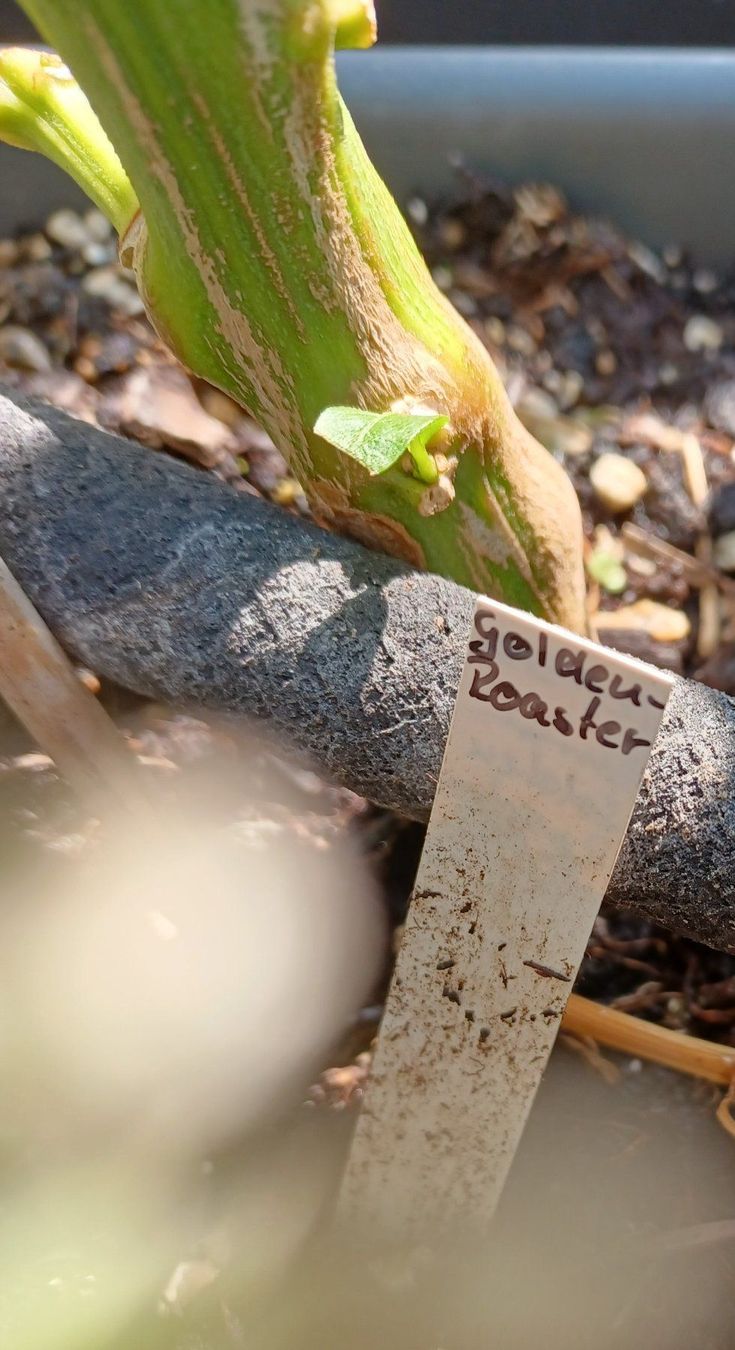 Pflanzen & Samen: Samen Chili Golden Roaster  10Stk. – Gebraucht aus Schwaderloch von bademeister79 1