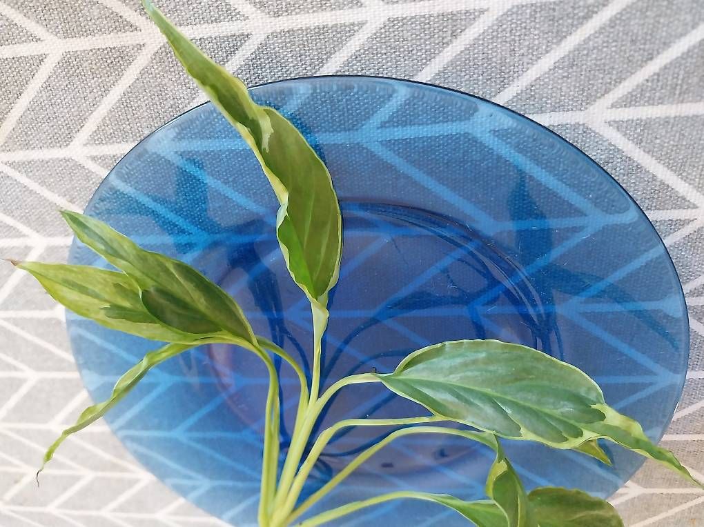 Piante & sementi: Spathiphyllum delhi tricolor – Usato da Schwaderloch venduto da bademeister79 2