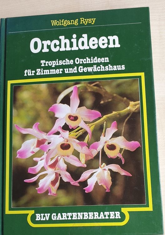 Elefantenohren Pflanzen - 3 Tropische Zwiebeln Für üppiges Laub Drinnen Und Draußen