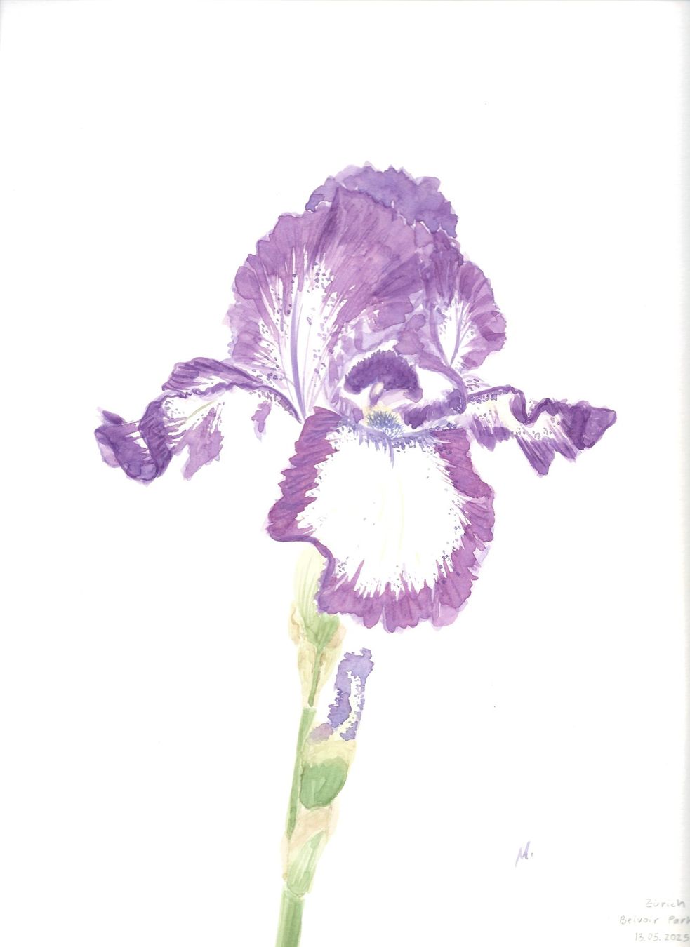 Dipinti: Die Eleganz der Irisblüte – Nuovo e nell'imballaggio originale da Zürich venduto da Margacrea