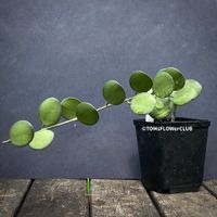 Xerosicyos Danguyi - Silberdollar-Pflanze aus Madagaskar