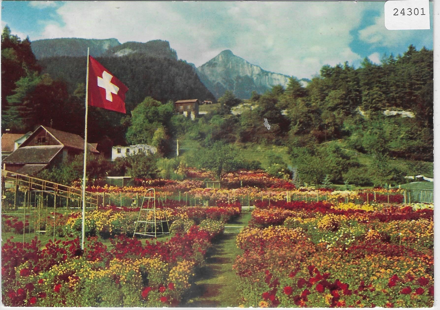 Insegne: Dahlien- und Herbstblumenschau – Antico da Ettingen venduto da Kartenplanet