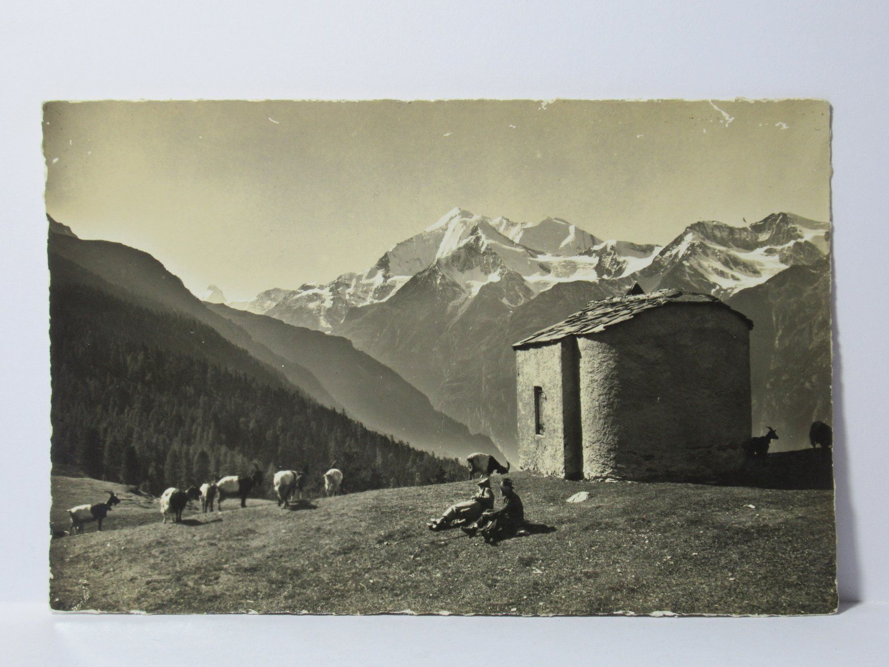 Ansichtskarten: Hannig - Alp ob Gränchen , Kühe – Neu (gemäss Beschreibung) aus Grenchen von Bluemchen1900