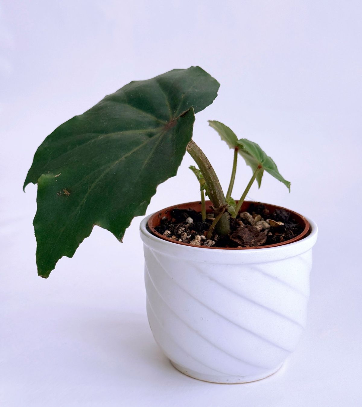 Piante & sementi: BEGONIA*PANCAKE***** – Nuovo (secondo la descrizione) da Dübendorf venduto da Orchid18 1