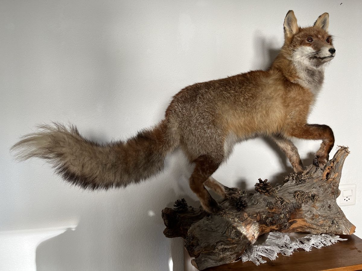 Il mondo degli animali: Wunderschöner Fuchs. Echttier Präparat. – Usato da Davos Platz venduto da butzele13