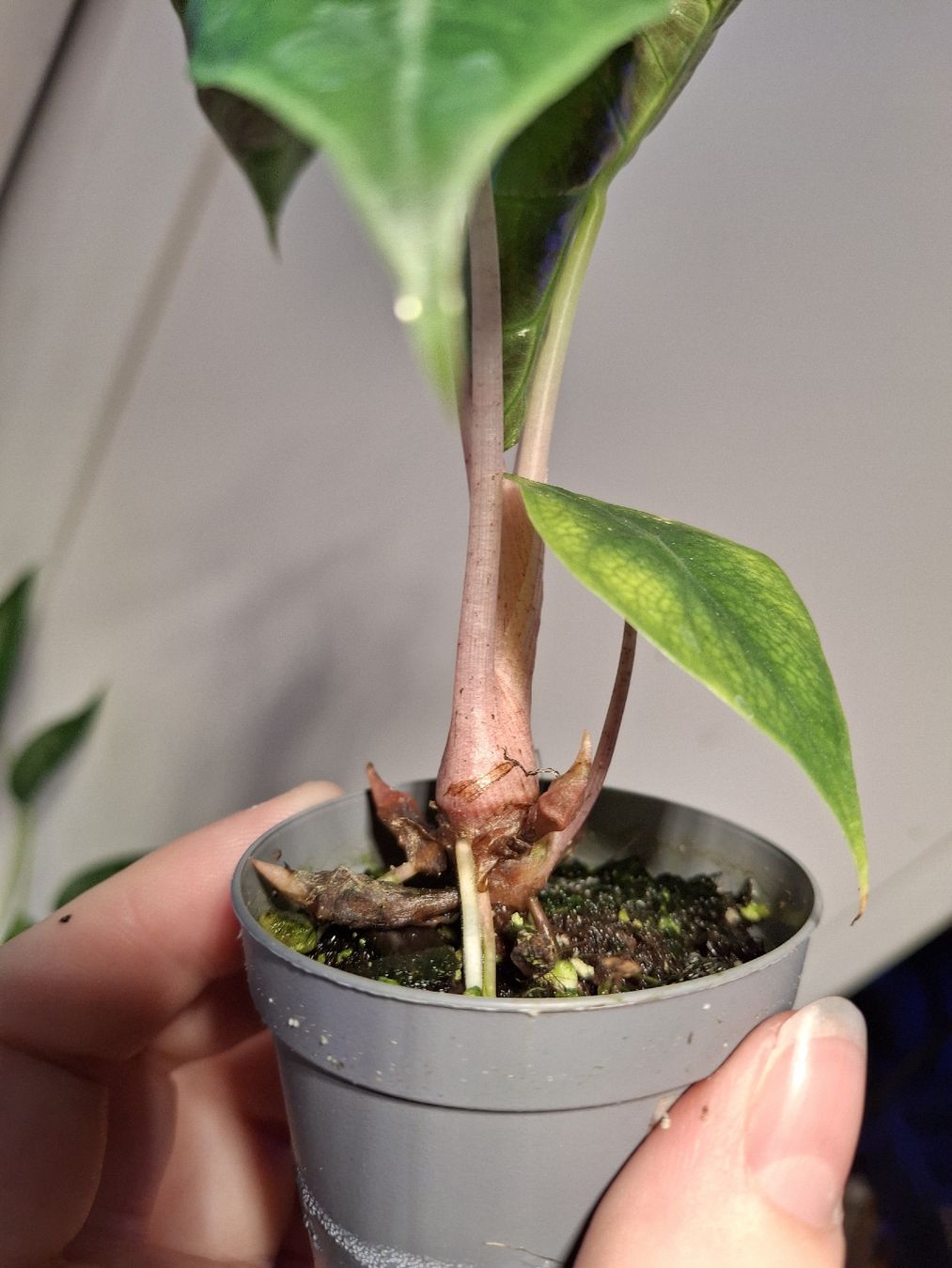Pflanzen & Samen: Alocasia Pink Dragon 'Aurea' – Neu (gemäss Beschreibung) aus Wila von mal_e_na 1