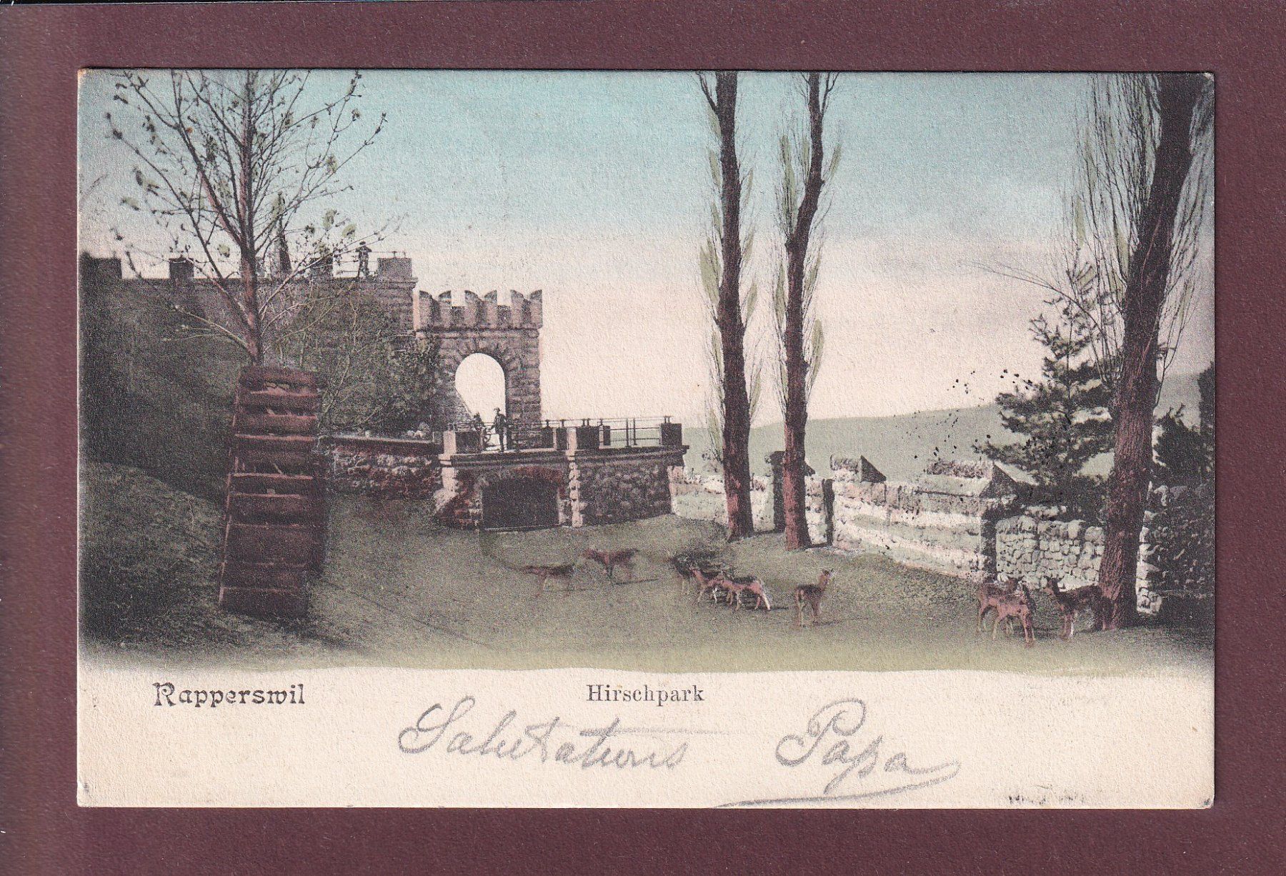 Ansichtskarten: RAPPERSWIL - Hirschpark - 1906 – Gebraucht aus Pully von nicecards
