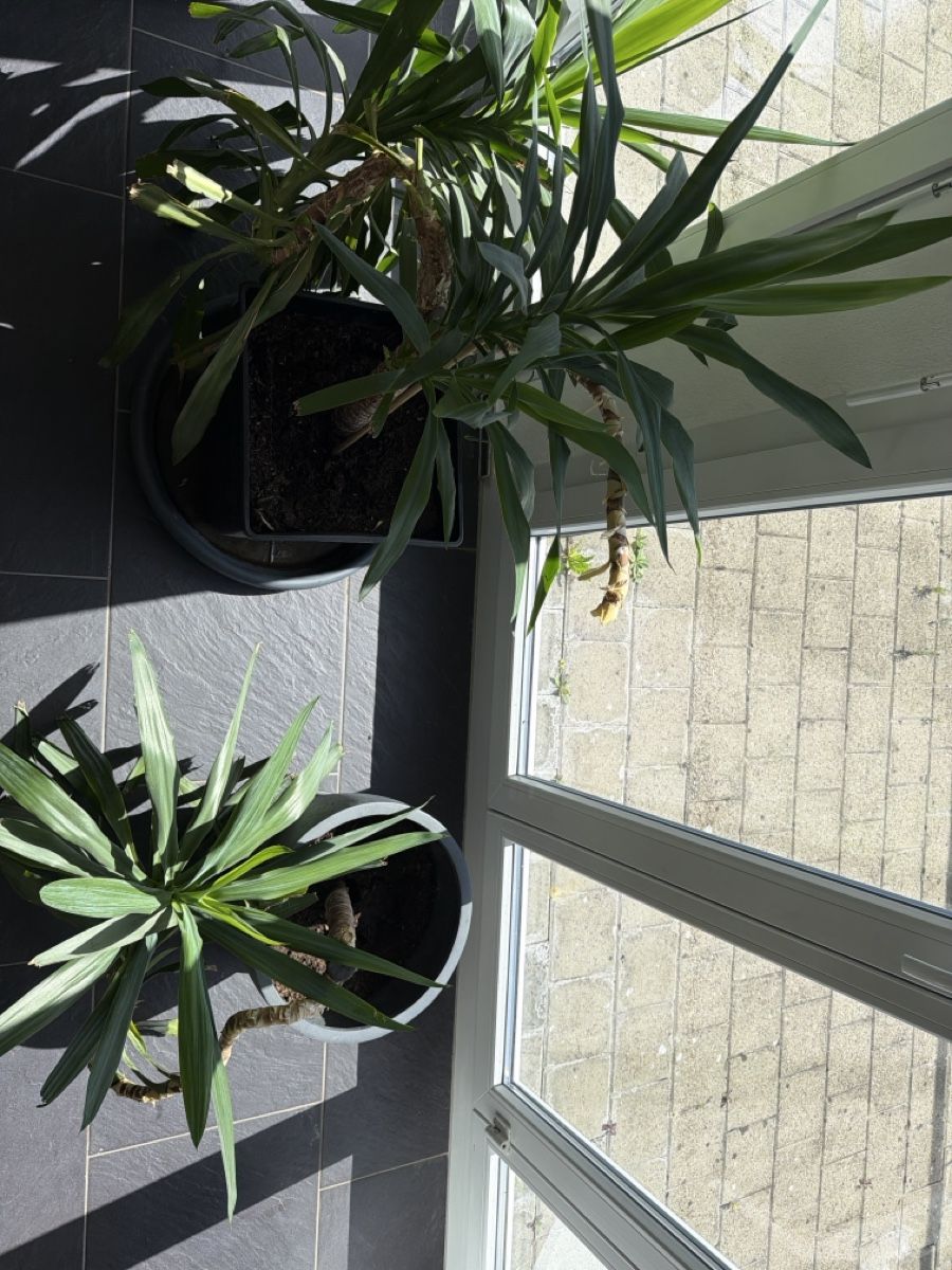 Piante & sementi:   2   RIESENPALMILIEN    INKL  .    2    TÖPFEN    – Usato da Wetzikon ZH venduto da philippe_22 3