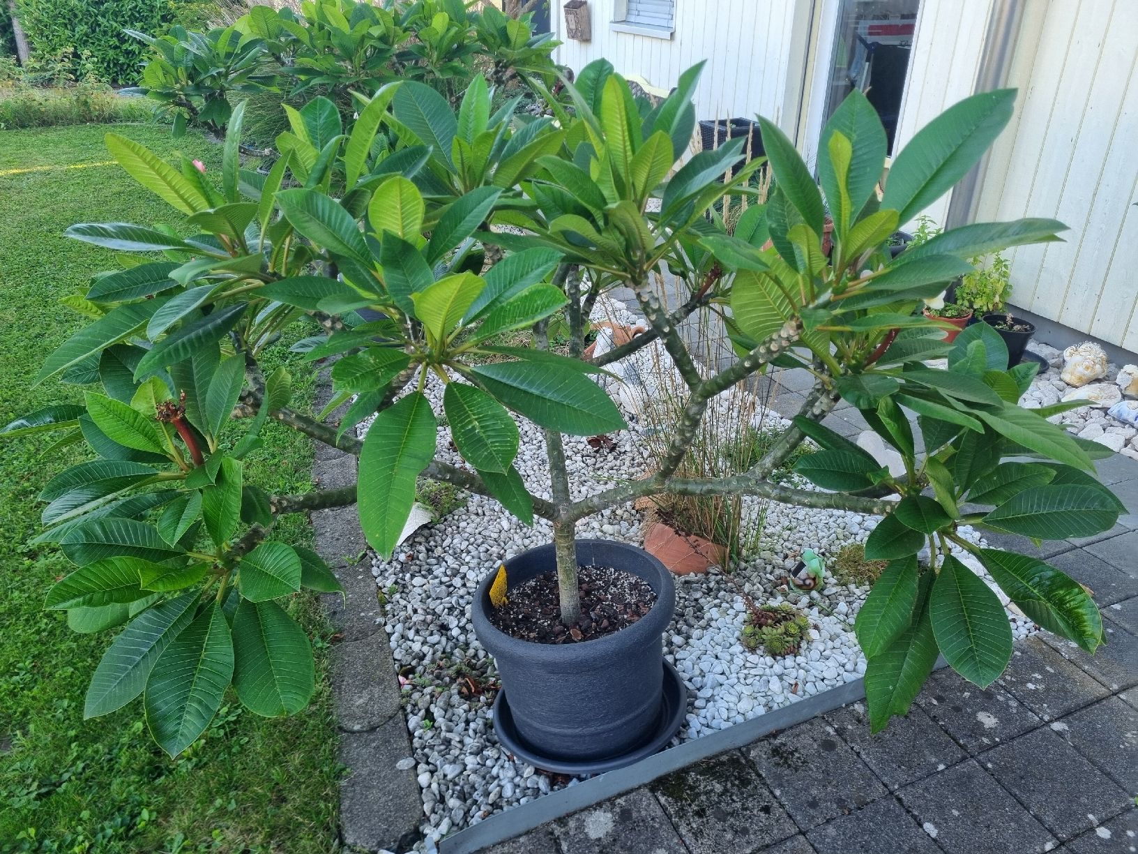 homalomena rubescens variegata Homalomena Rubescens Variegated – TerraFlora Global main image 0