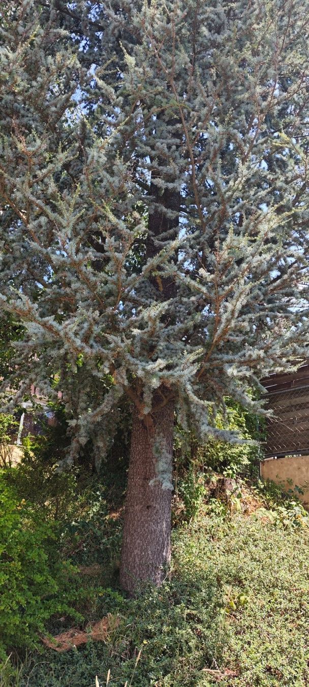 Piante & sementi: Blau zeder – Usato da Root venduto da Nova04 1