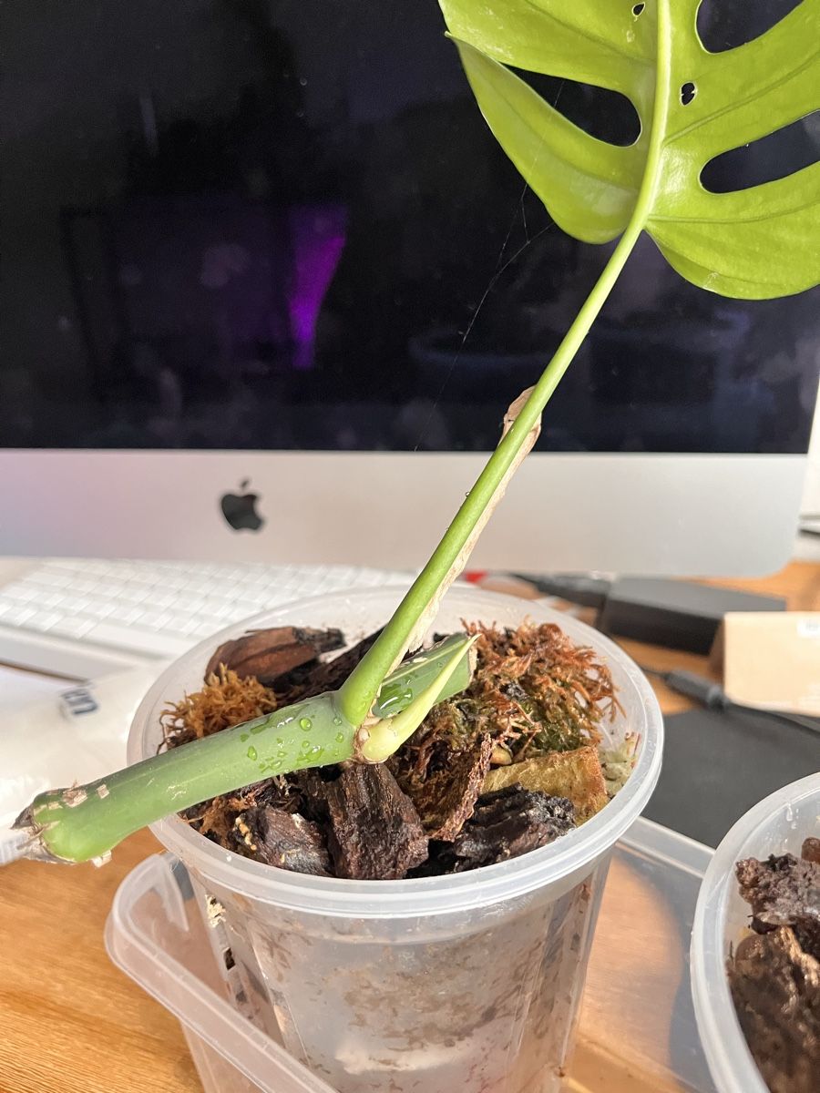 Piante & sementi: Monstera Minima variegated  – Usato da Sursee venduto da gal_lp7g