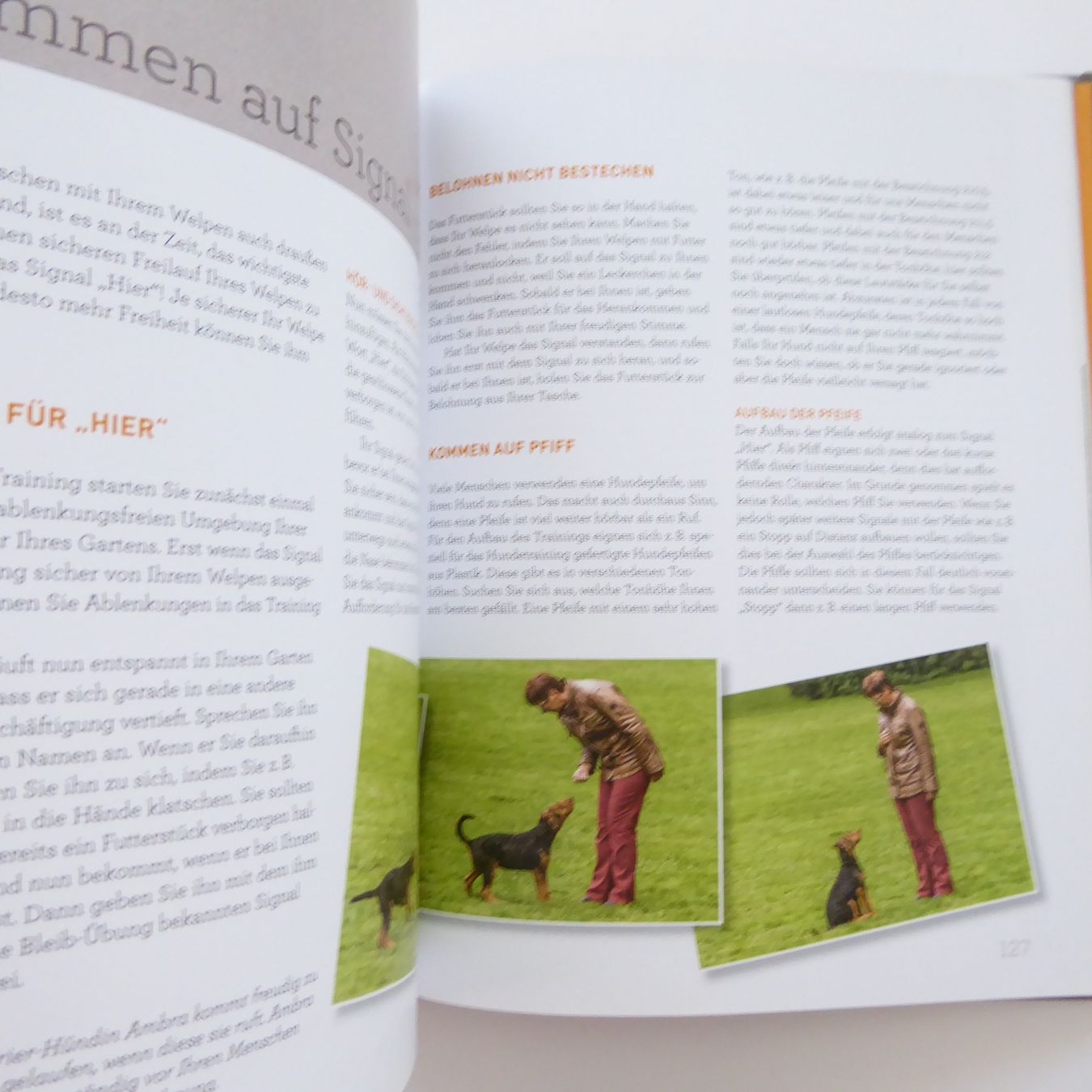 Libri: Welpentraining mit Martin Rütter – Usato da Basel venduto da Kunterbunt12 4